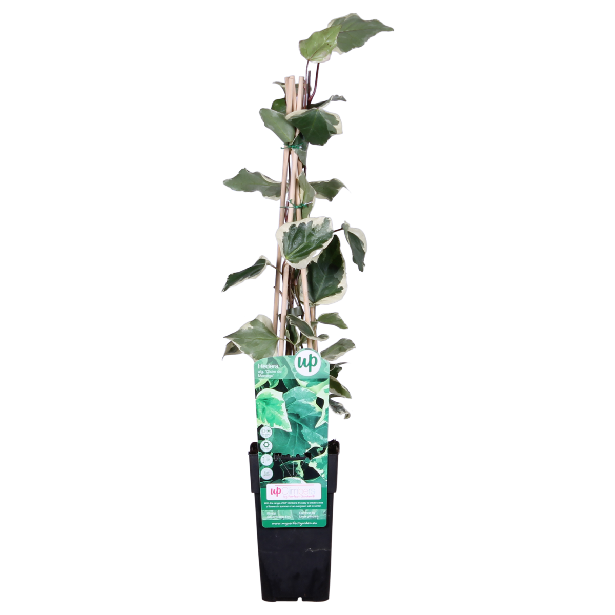Klimop Hedera Algeriensis 'Gloire de Maren' Ø15cm 65cm