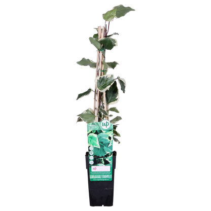 Klimop Hedera Algeriensis 'Gloire de Maren' Ø15cm 65cm