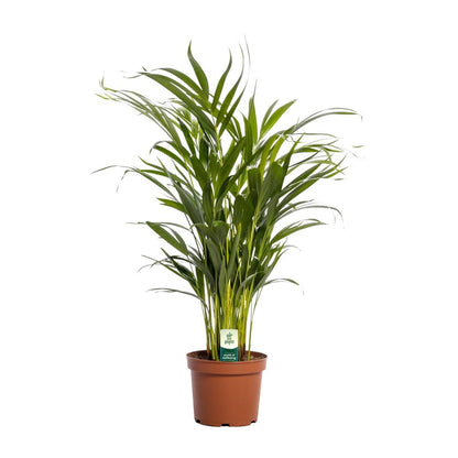 Areca palm Dypsis lutescens Ø17x65 cm terracotta pot