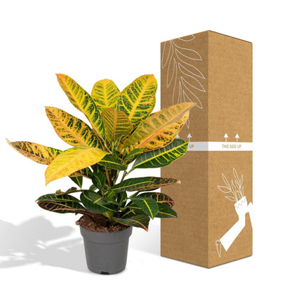 Kamerplant Codiaeum Petra Ø17cm ↕45cm