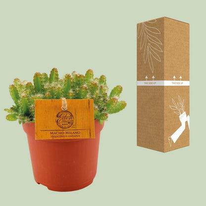 Cactus Hylocereus Undatus Ø11x15 cm