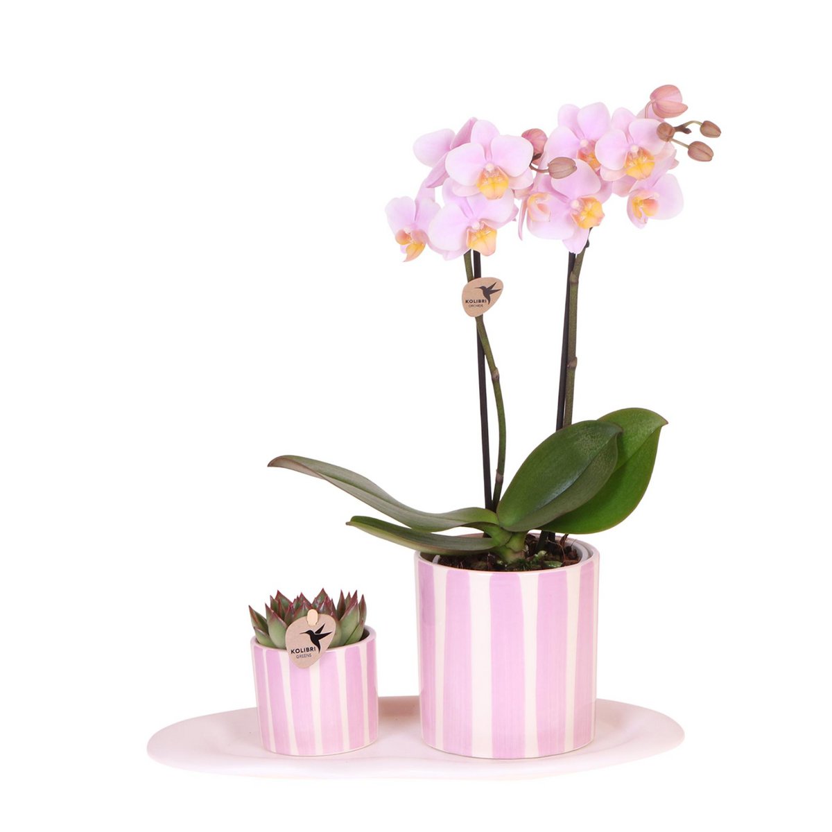 Cadeauset met groene plant, roze orchidee en sierpotten op dienblad