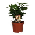 Coffea Arabica - Ø4.7" - ↕9.8"