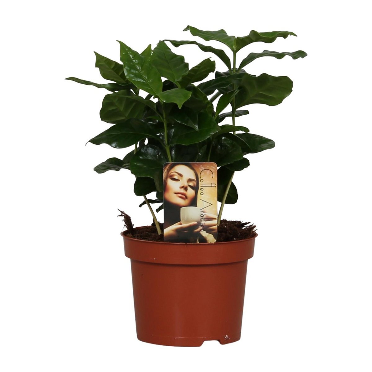 Coffea Arabica - Ø4.7" - ↕9.8"