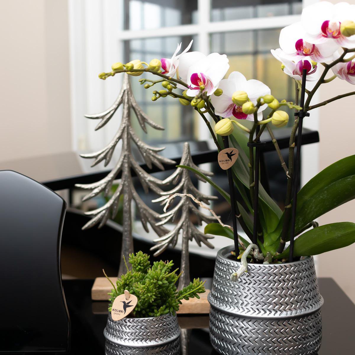 Witte Phalaenopsis orchidee Ø9 cm 2-3 takken