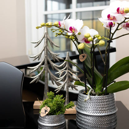 Witte Phalaenopsis orchidee Ø9 cm 2-3 takken