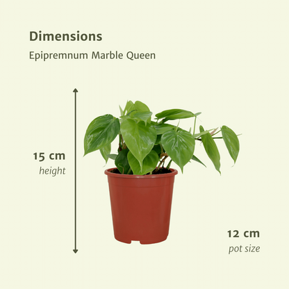 2x Philodendron klimplant Ø12 cm