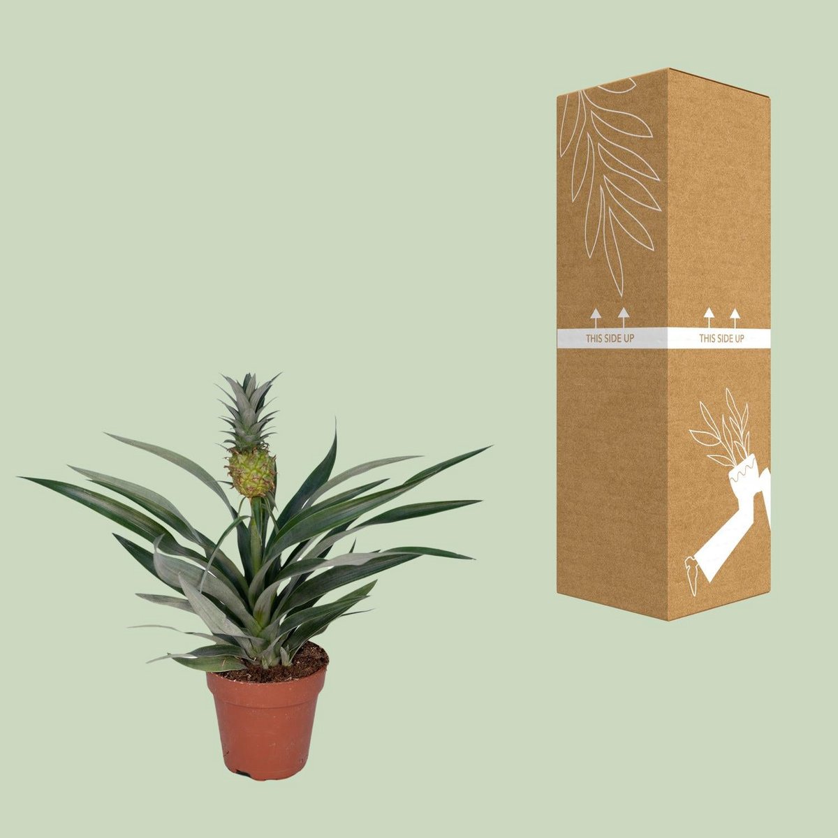 Bromelia Ananas plant Ø12cm ↕30cm