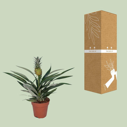 Bromelia Ananas plant Ø12cm ↕30cm