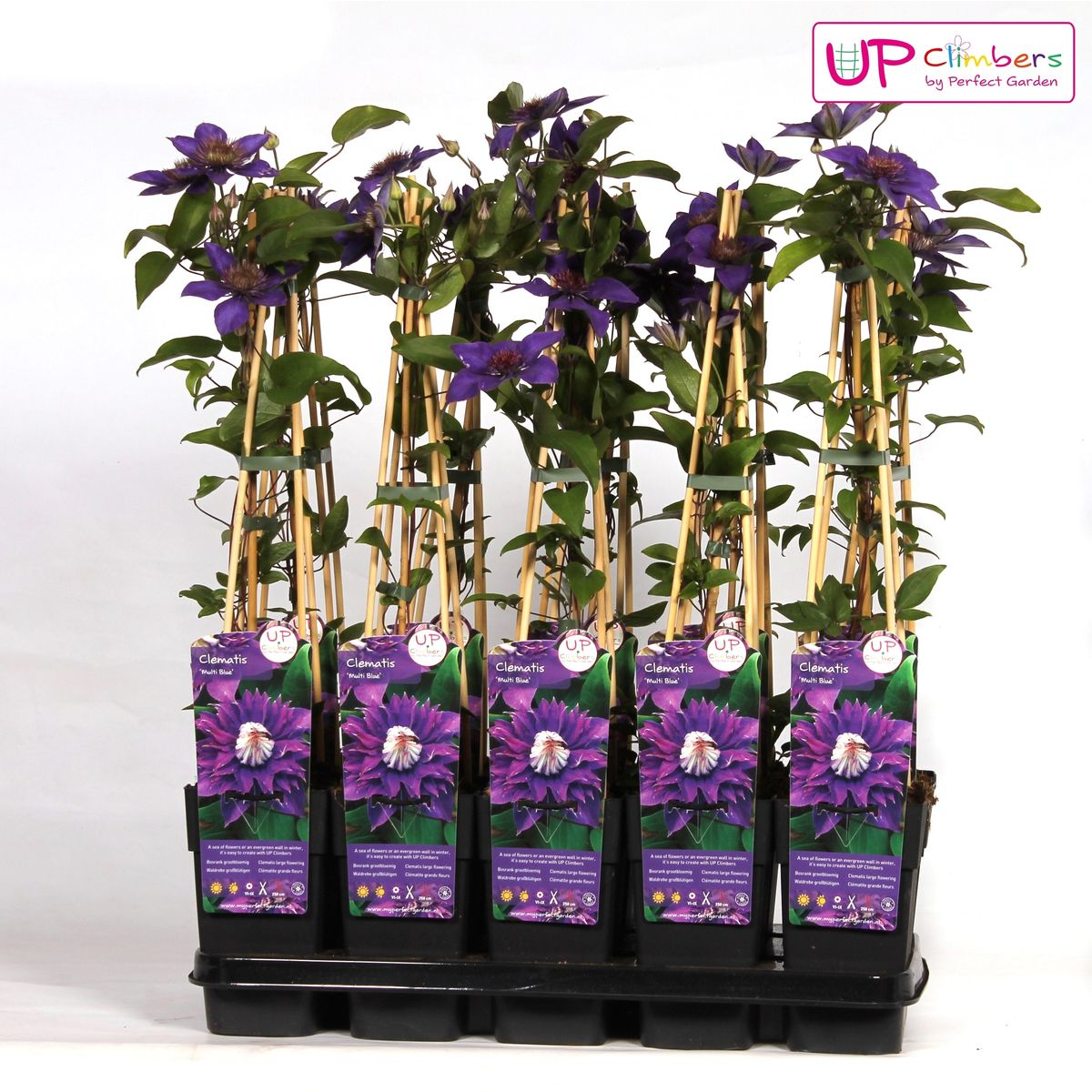 Clematis Multi Blue bosrank Ø15cm 65cm