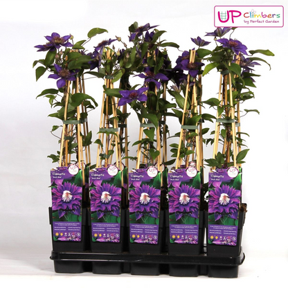 Clematis Multi Blue bosrank Ø15cm 65cm