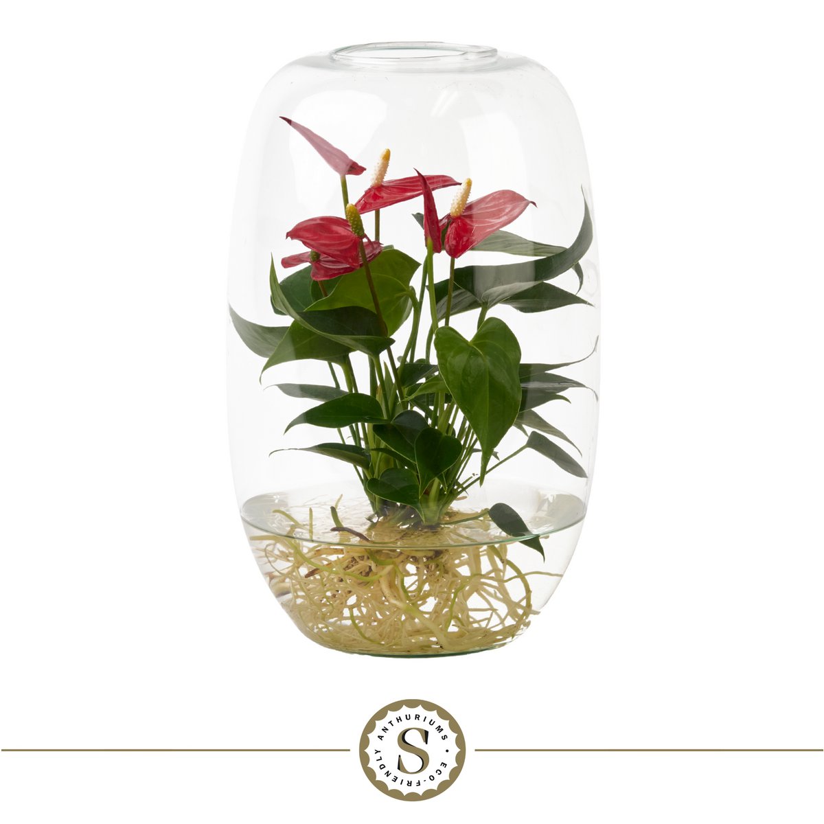 Anthurium Atlantis Red Champion 35 cm