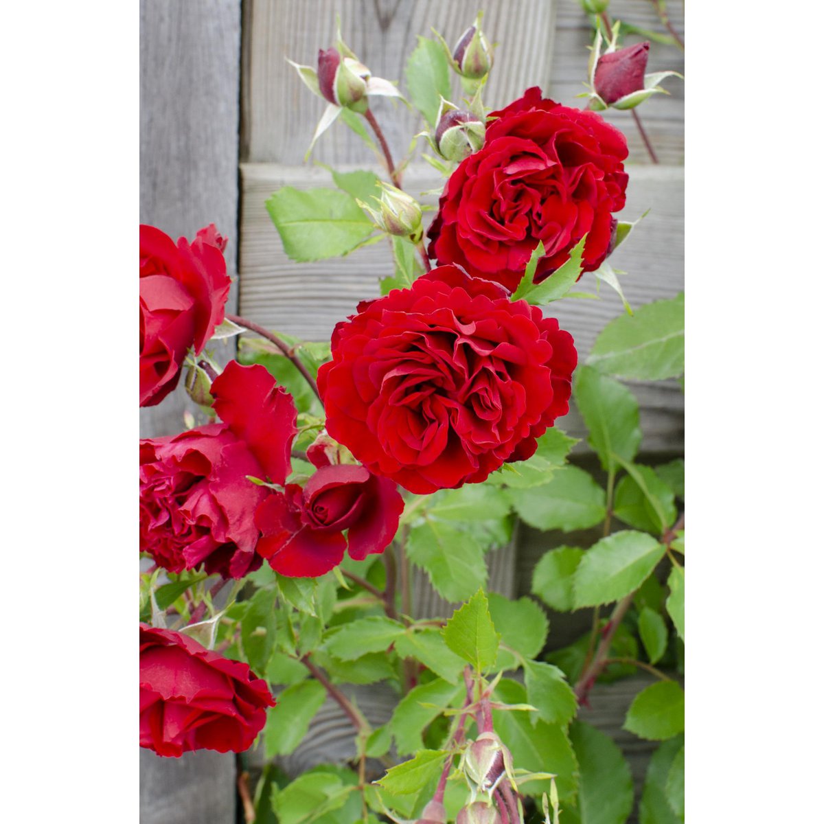 3x - Rose Crazy in love 'Red' - ↨65cm - Ø15
