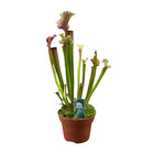 Sarracenia Judith Hindle plant Ø12cm 30cm