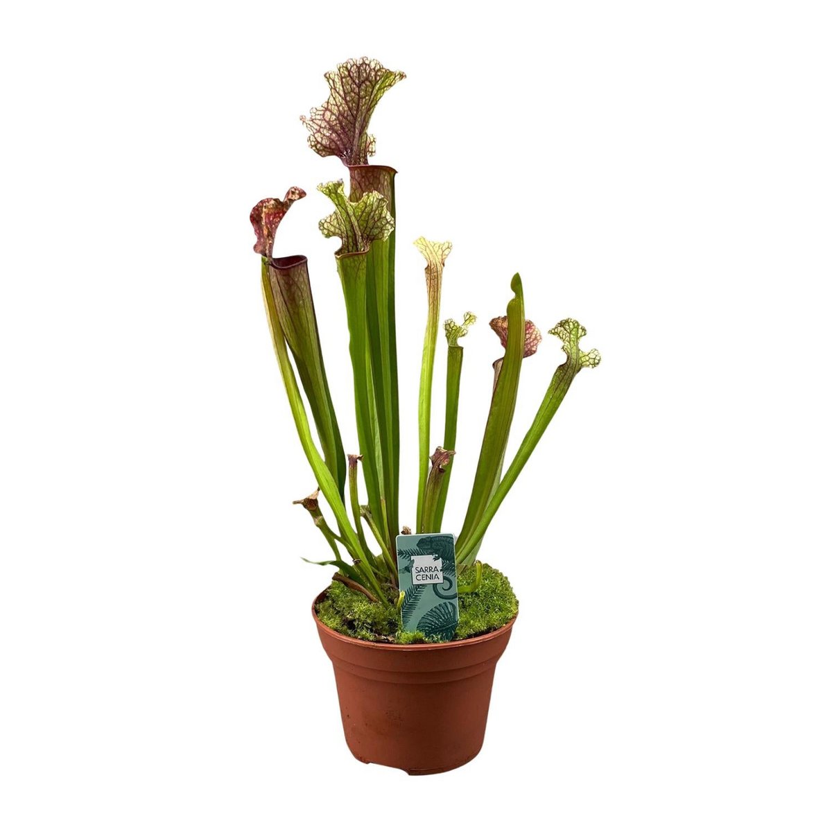 Sarracenia Judith Hindle plant Ø12cm 30cm