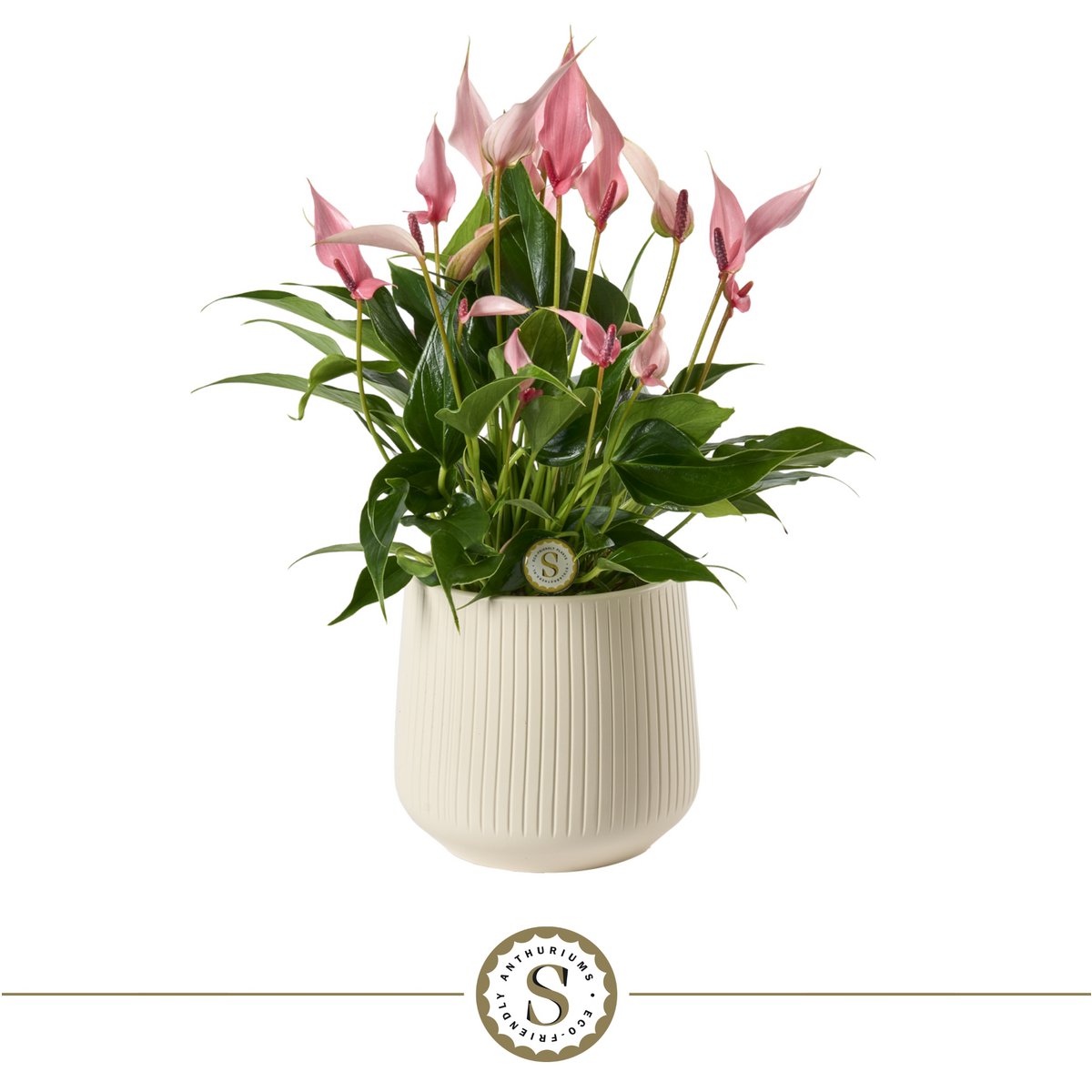 Anthurium Lilli arrangement met keramieken pot London 16x40 cm wit