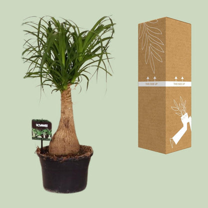 Beaucarnea paardenstaartpalm Ø19x60 cm