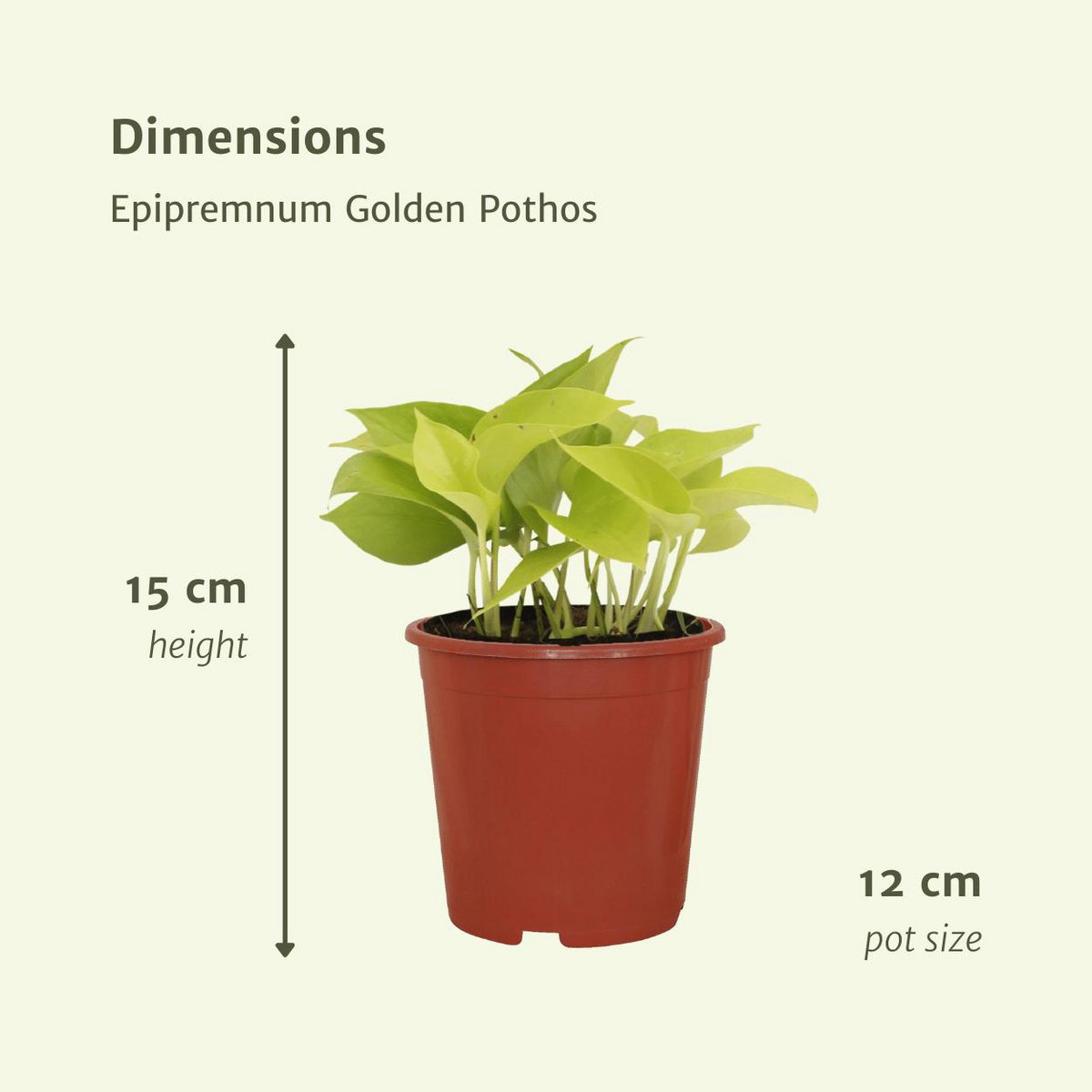 Kamerplant Epipremnum Golden Pothos 4 stuks ø12cm