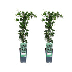 Hedera helix 2 stuks Ø15cm 65cm