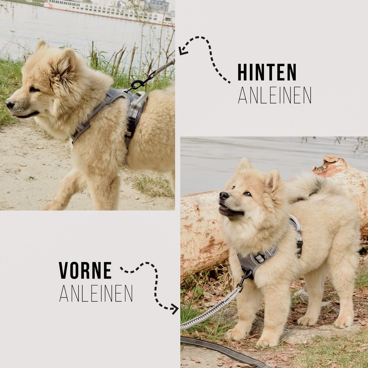 ne&no® Dog Harness with Matching Shock Absorber [DEVELOPED by NE&NO]
