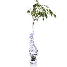 Wisteria Caroline paarse regen klimplant Ø15cm 65cm