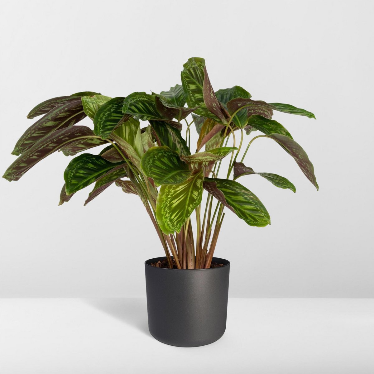 Kamerplant Calathea Flamestar Ø19cm ↕75cm groen