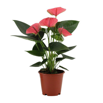 Anthurium Sweet Dream in transparante mouw - Ø12cm - ↕36cm