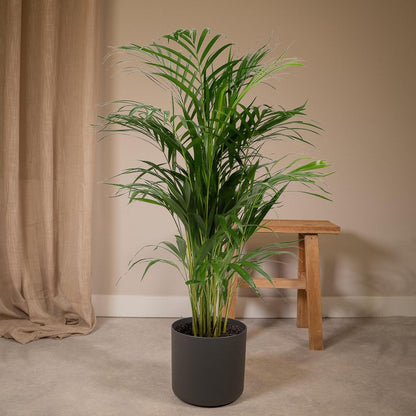 Kamerplant Areca Palm Ø21x110 cm