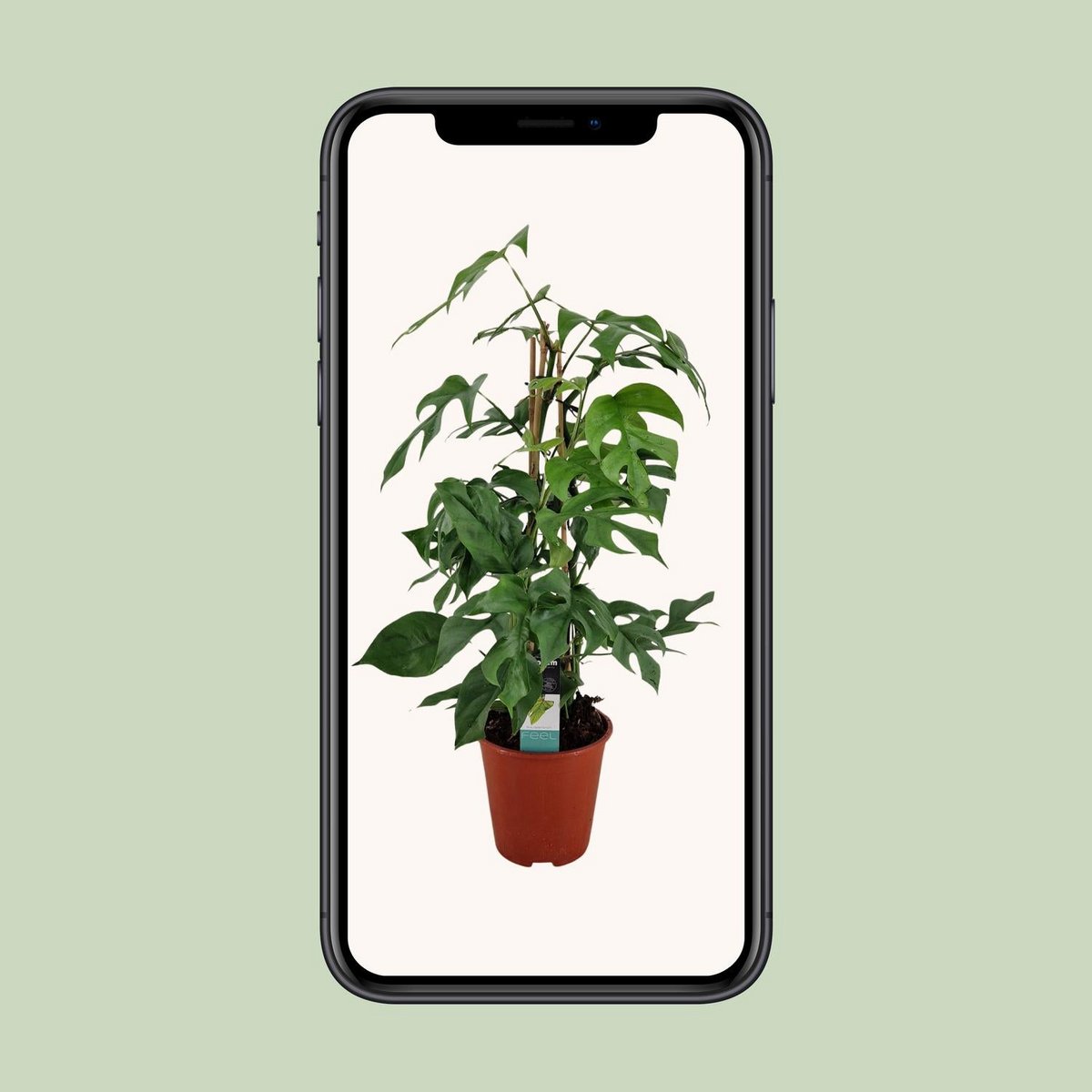 Philodendron Minima Pyramid - Ø19 ↕75