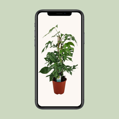 Philodendron Minima Pyramid - Ø19 ↕75