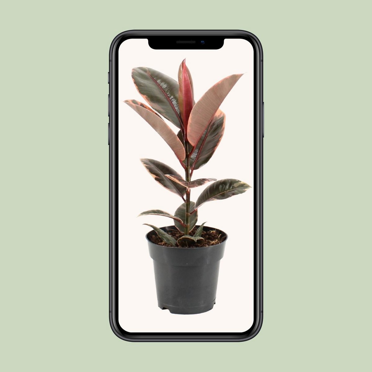 Kamerplant Ficus elastica Belize Ø17cm ↕55cm