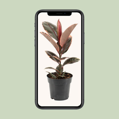 Kamerplant Ficus elastica Belize Ø17cm ↕55cm