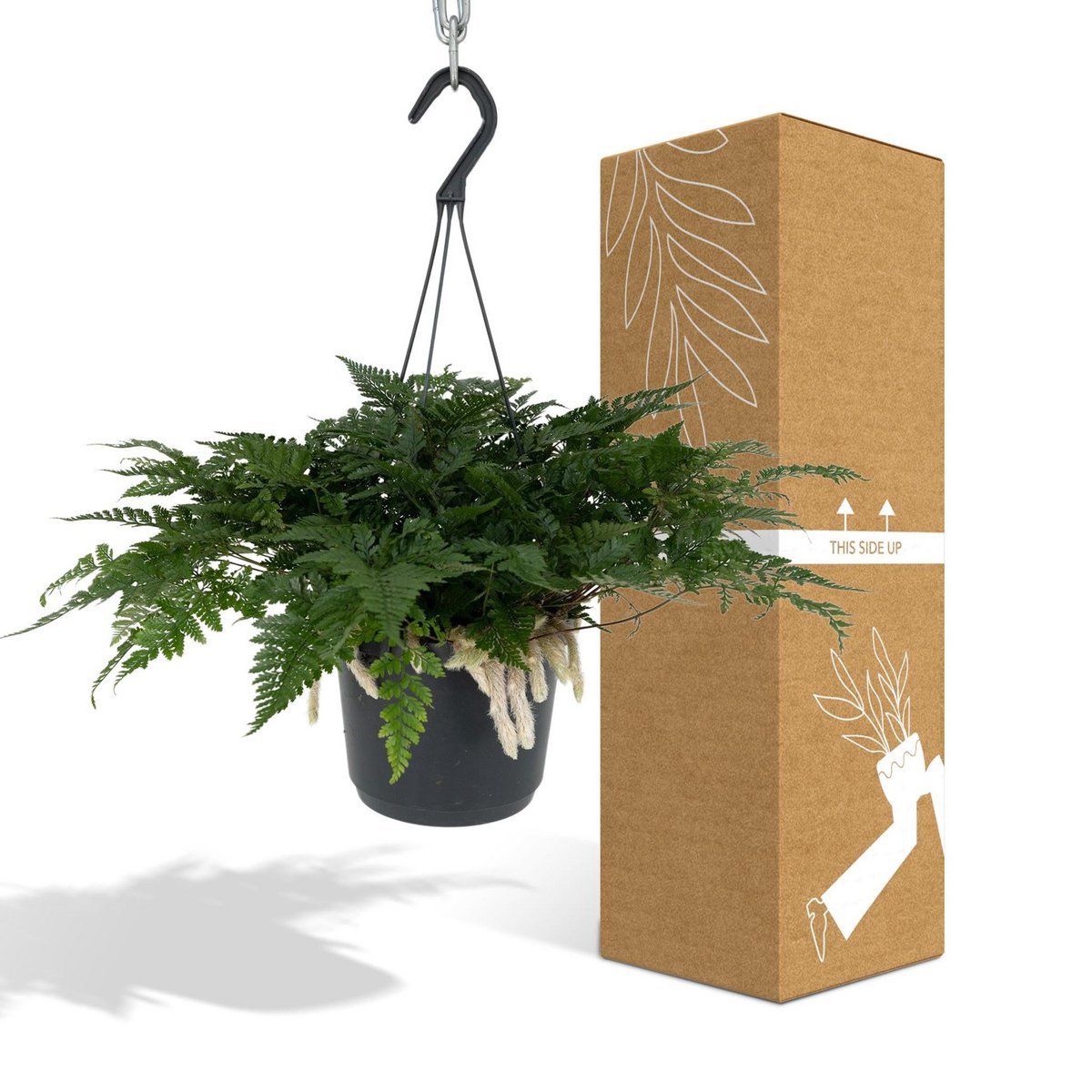 Hazenpootvaren hangplant Ø17cm ↕20cm