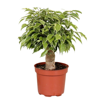 Kamerplant Ficus Benjamina Kinky Ø12cm ↕28cm