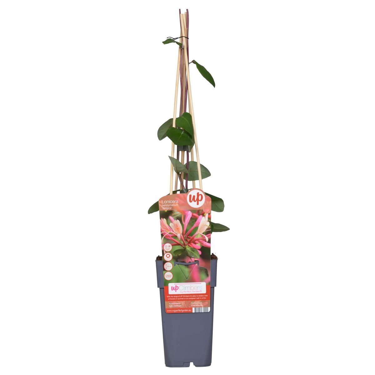 Klimplant Lonicera periclymenum Belgica Ø15cm 65cm
