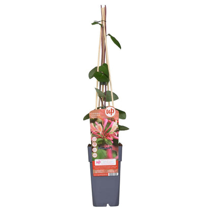 Klimplant Lonicera periclymenum Belgica Ø15cm 65cm