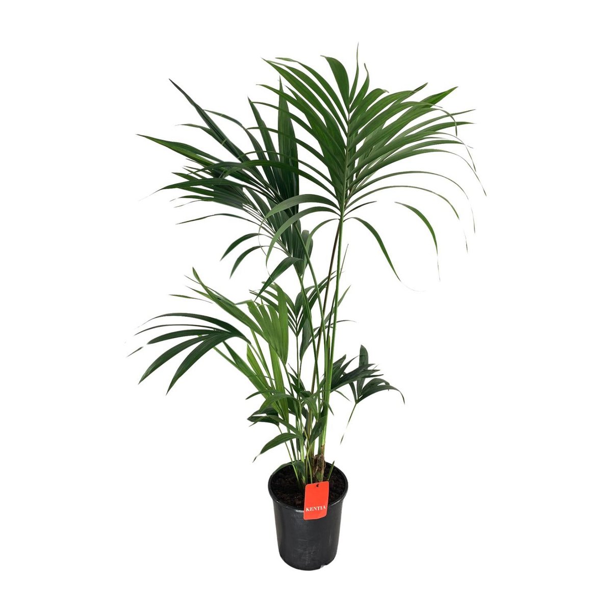 Kentia palm H130 cm