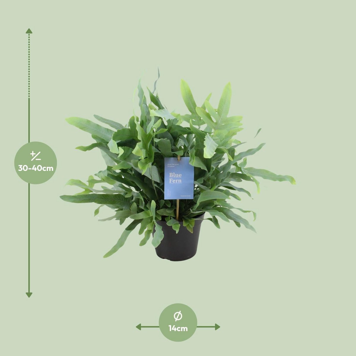 Phlebodium Blue Star Fern - Ø14cm - ↕40 cm