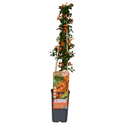 Pyracantha 'Soleil D'or' - Ø15cm - ↕65cm