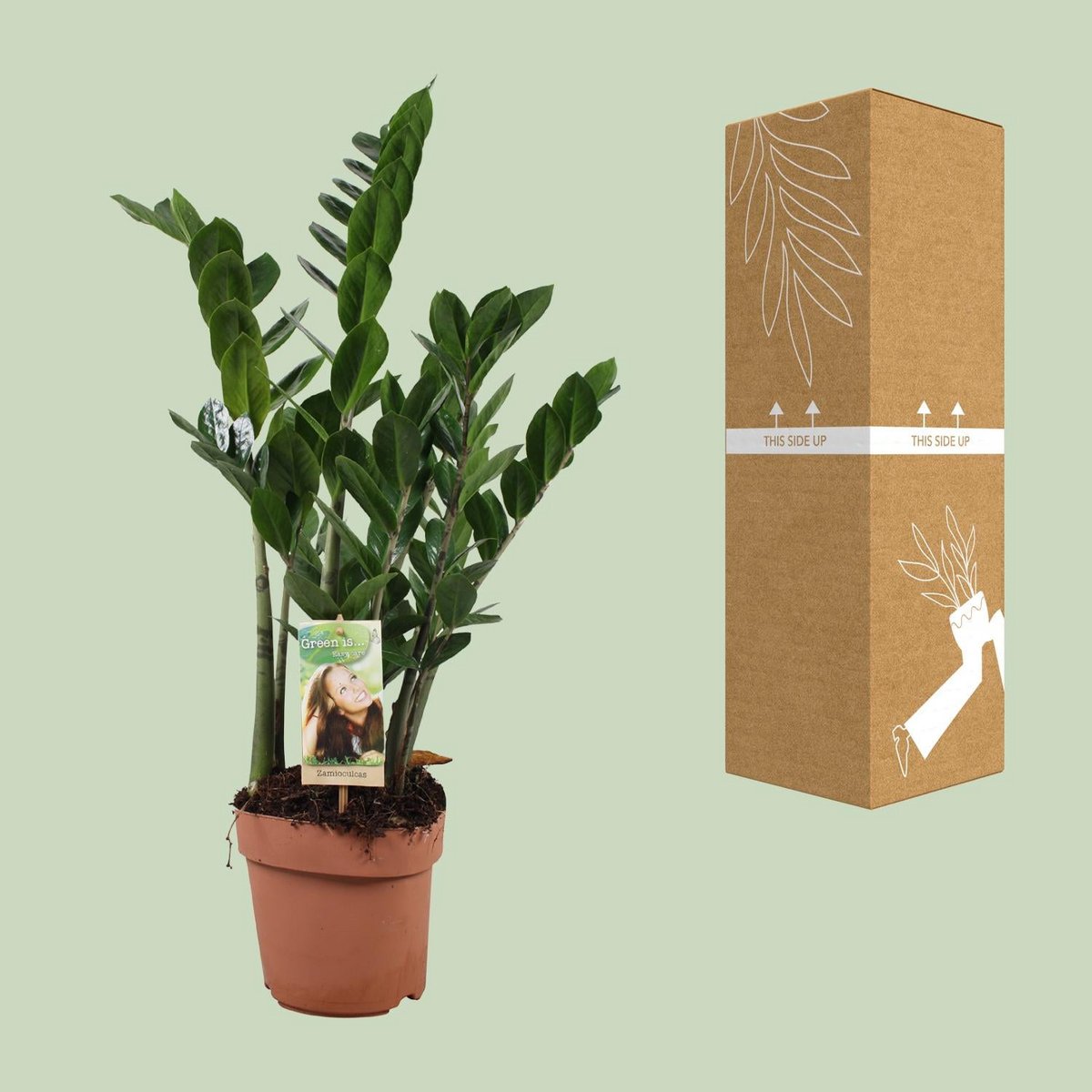 Zamioculcas ZZ-plant 70cm potmaat Ø17cm