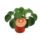 Pilea peperomioides plant Ø11 cm