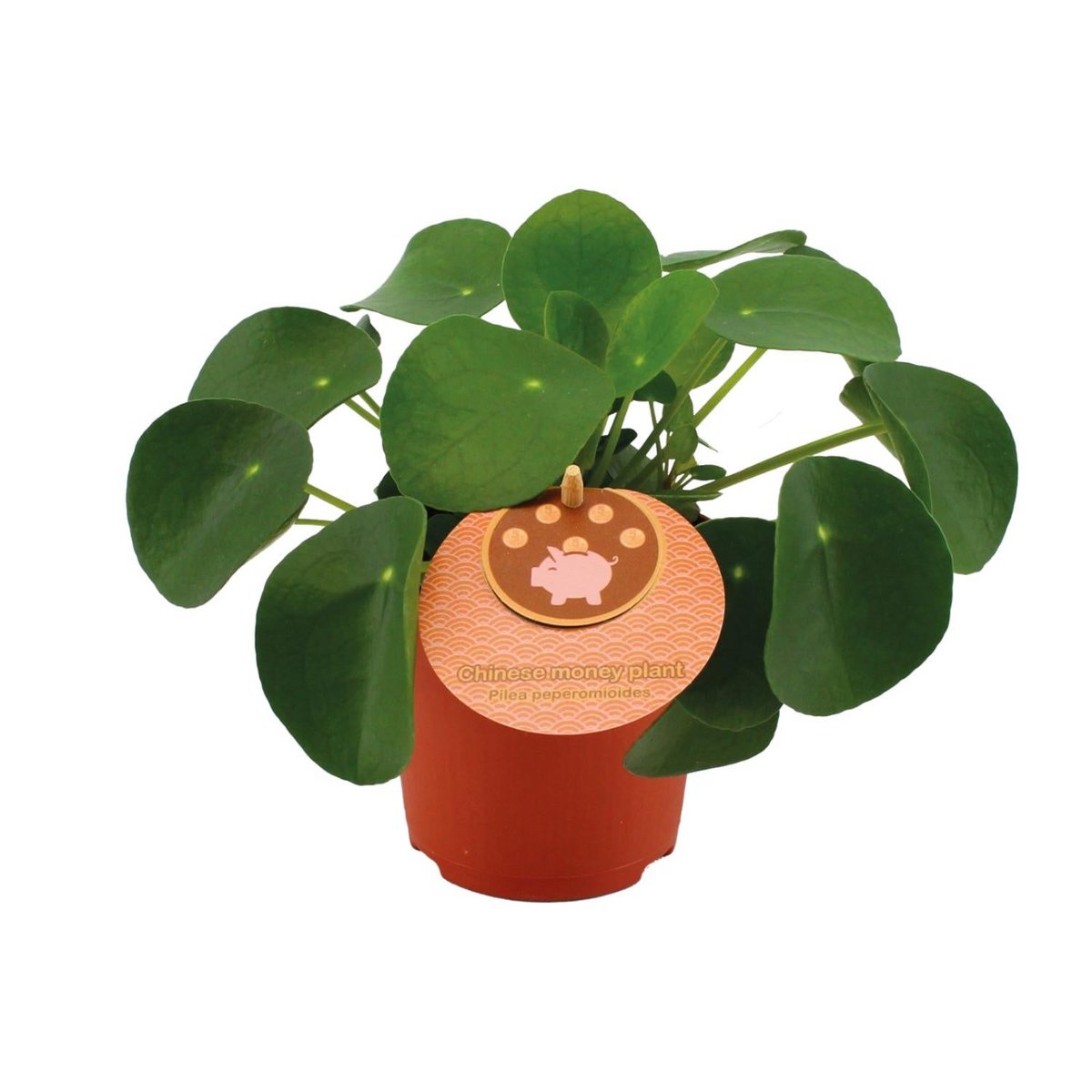 Pilea peperomioides plant Ø11 cm
