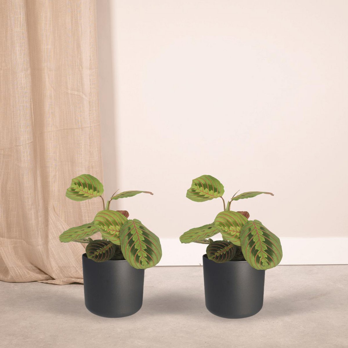 2x Maranta Fascinator - Prayer Plant - 20cm - ø12