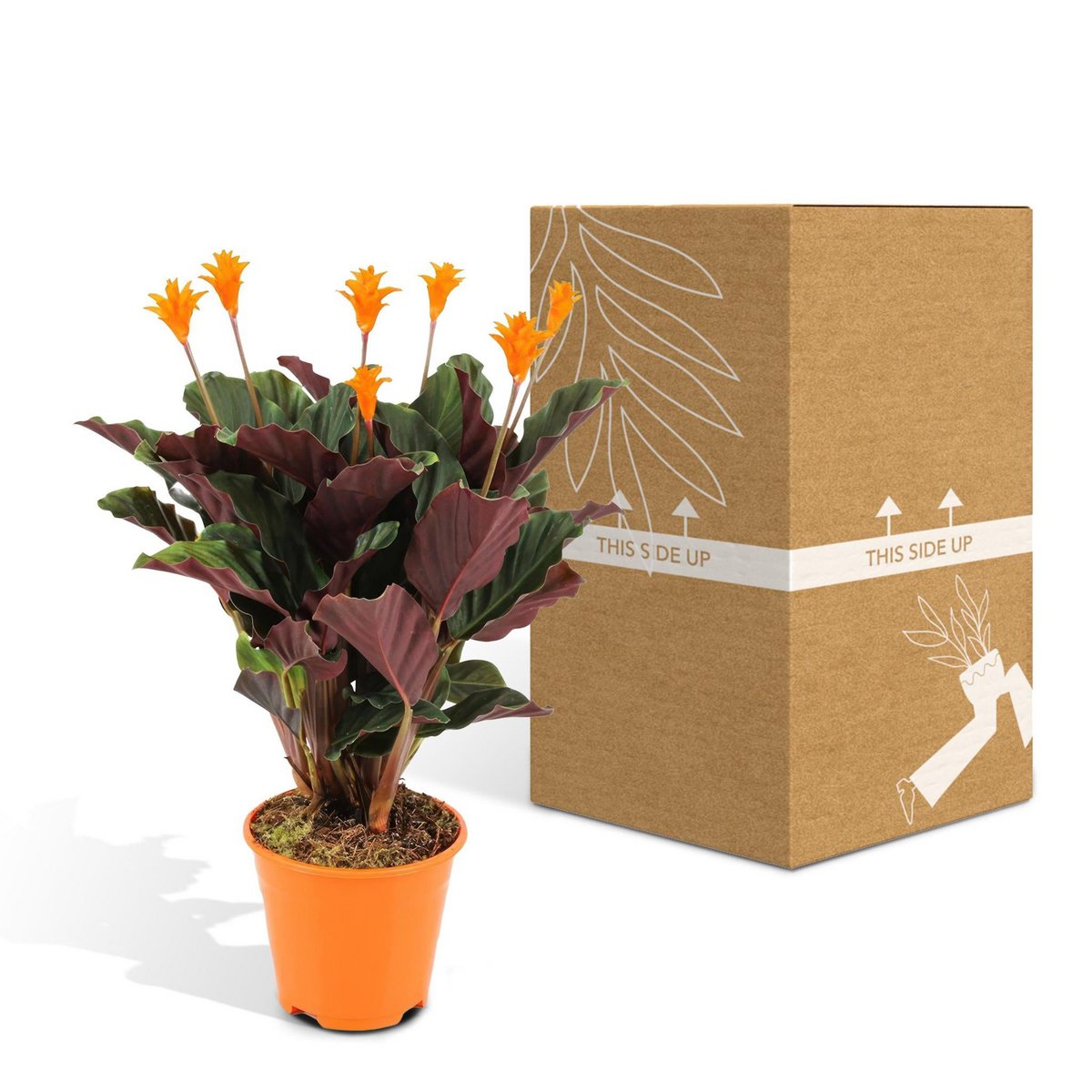 Kamerplant Calathea Crocata pauwenplant potmaat 14cm
