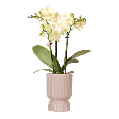 Bloeiende Gele Phalaenopsis Orchidee in Diabolo Pot Sand (Ø9cm)