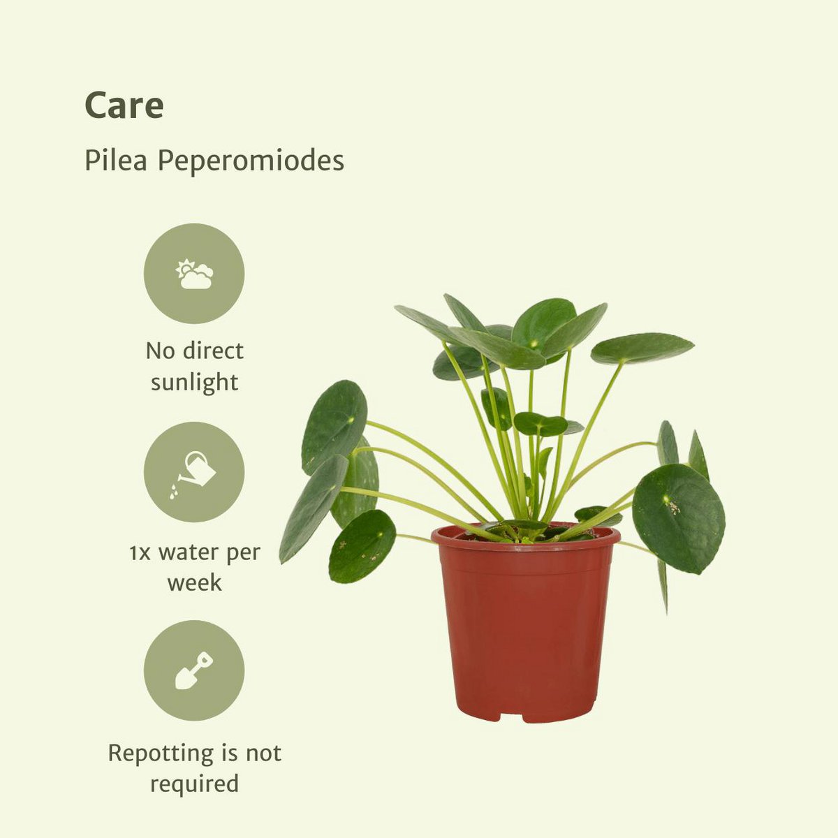 2x Pilea Peperomiodes - Chinese Money Plant - 20cm - ø12