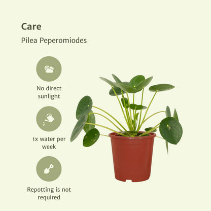 2x Pilea Peperomiodes - Chinese Money Plant - 20cm - ø12