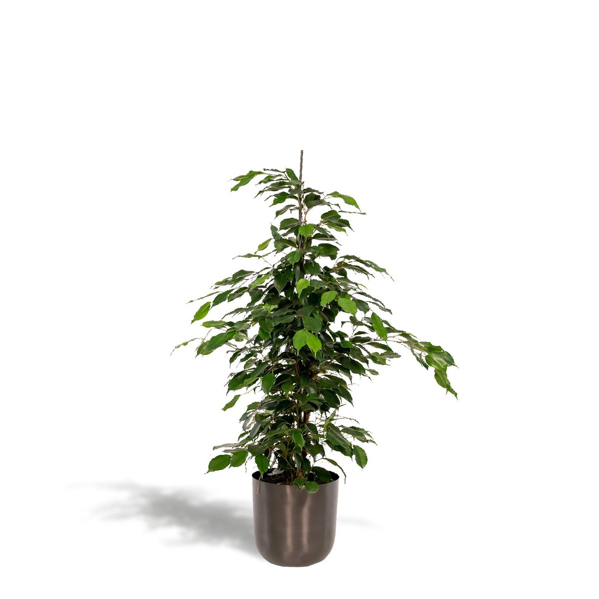 Ficus Benjamina Danielle 21 cm Pot Inclusief 95 cm Hoog
