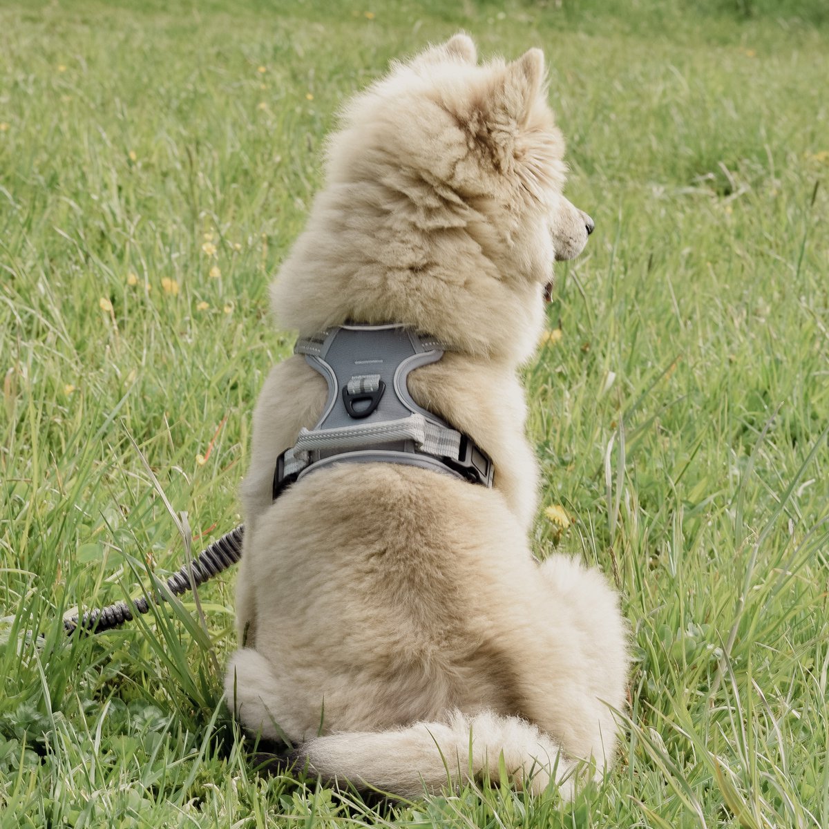 ne&no® Dog Harness with Matching Shock Absorber [DEVELOPED by NE&NO]