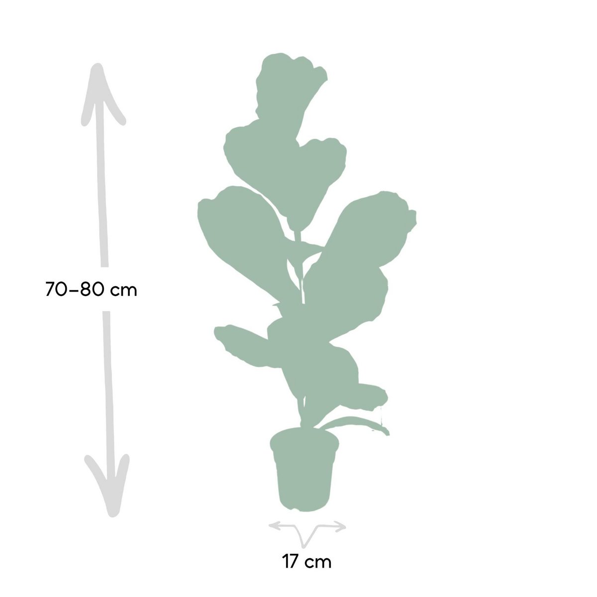 Fiddle-leaf Fig - Rubber Plant - Ø17cm - ↕75cm